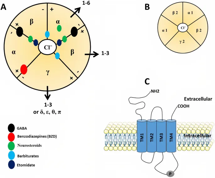 GABA-A receptor and drug binding sites