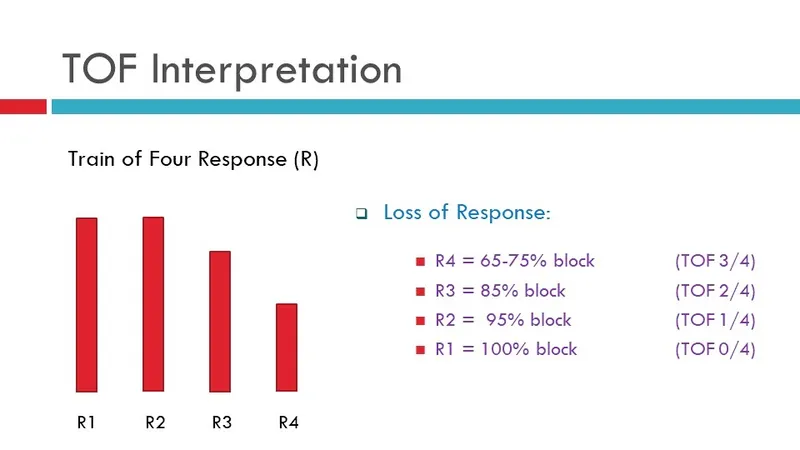 Train-of-Four response and neuromuscular blockade