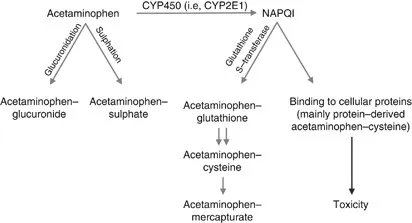 Acetaminophen metabolism: NAPQI formation & detoxification