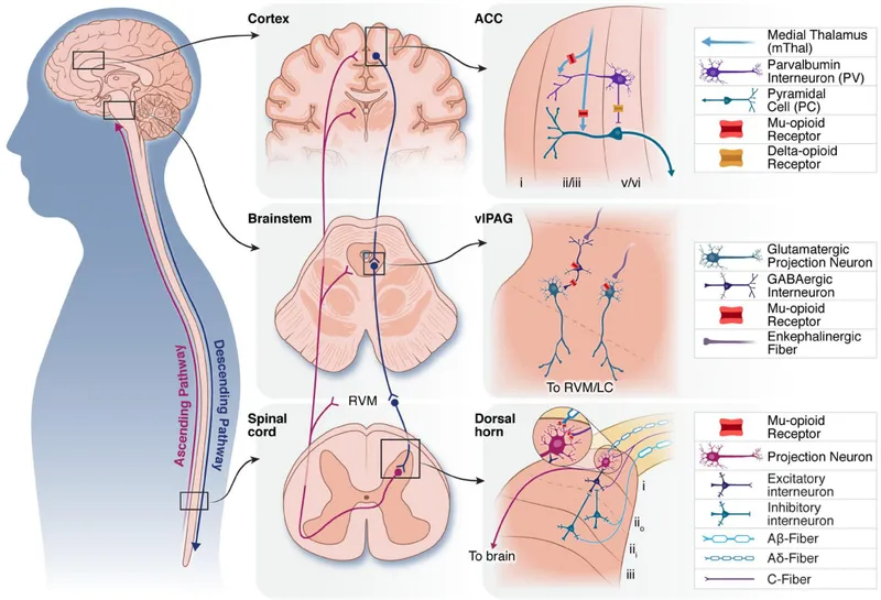 Opioid receptor locations in CNS pain pathways