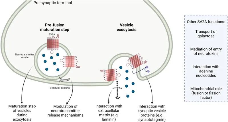SV2A protein in neurotransmitter release and other functions
