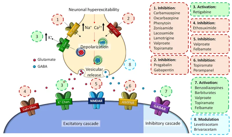 Antiepileptic drug mechanisms of action