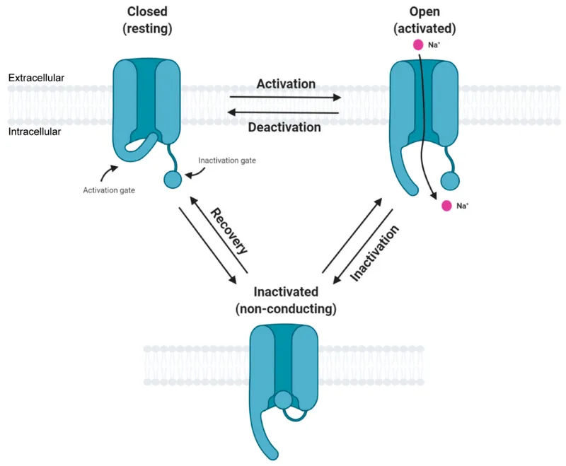 Voltage-gated sodium channel states