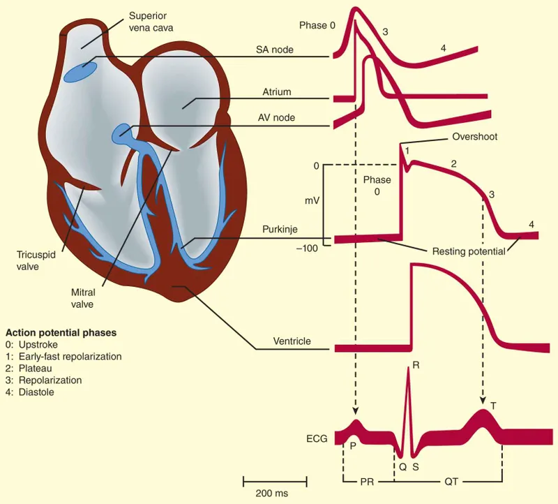 Cardiac Action Potential Phases and ECG