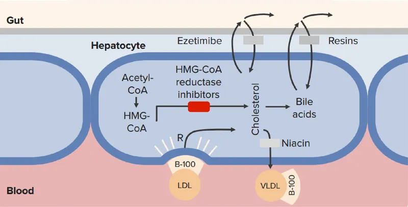 Lipid-Lowering Drugs: Mechanisms of Action