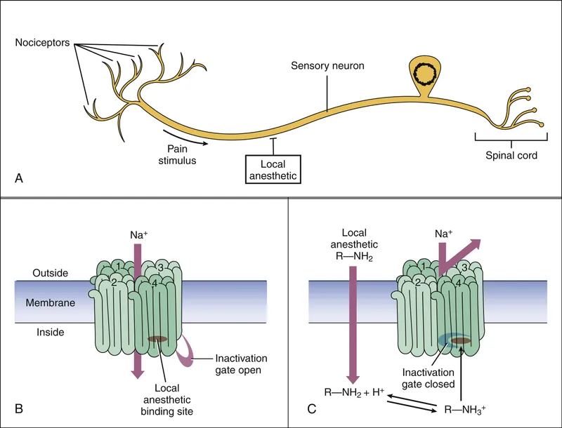 Local Anesthetic Mechanism of Action on Sodium Channels
