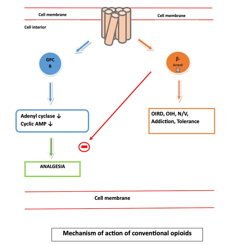 Opioid Receptor Actions and Clinical Effects