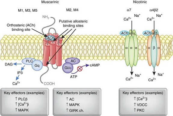 Muscarinic and Nicotinic Acetylcholine Receptor Signaling