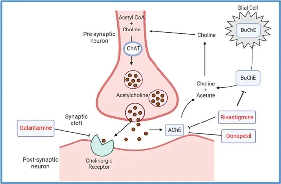 Cholinergic Synapse: ACh Synthesis, Release, Degradation