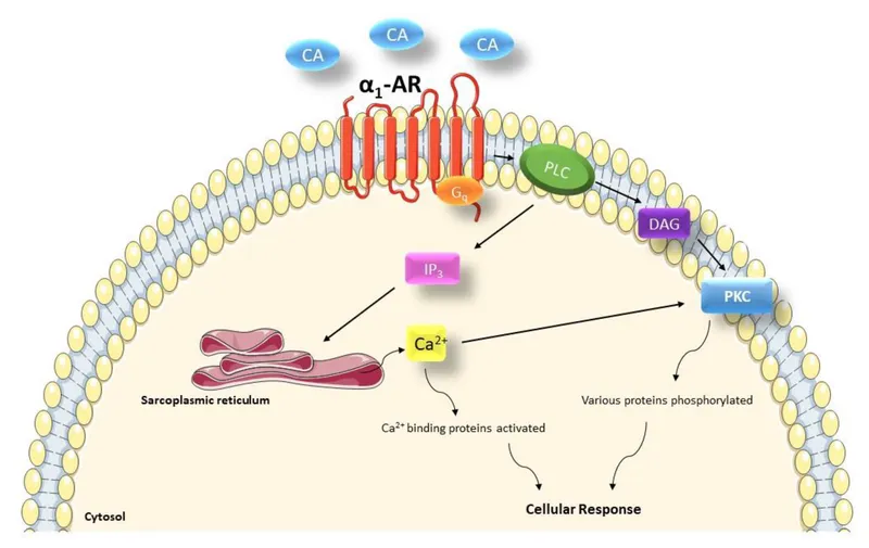 Alpha-1 Adrenergic Receptor Gq Signaling Pathway