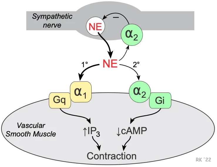 Alpha-1 and Alpha-2 Adrenergic Receptor Signaling