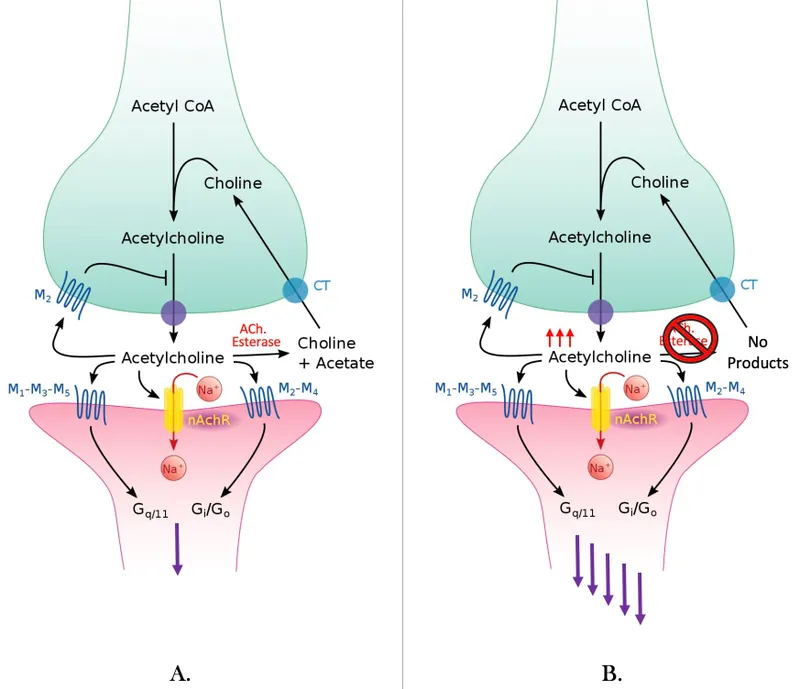 Cholinergic synapse with and without AChE inhibition
