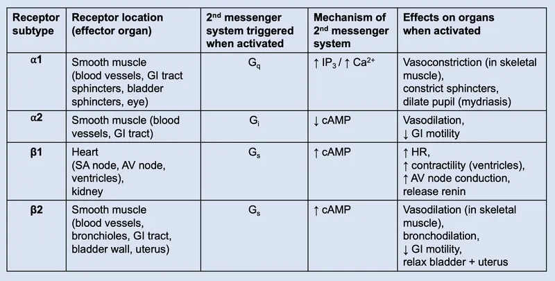 Adrenergic Receptor Subtypes, Locations, and Effects