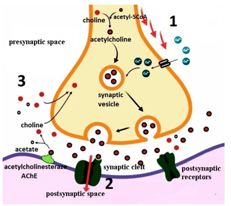 Acetylcholine synthesis, release, and breakdown