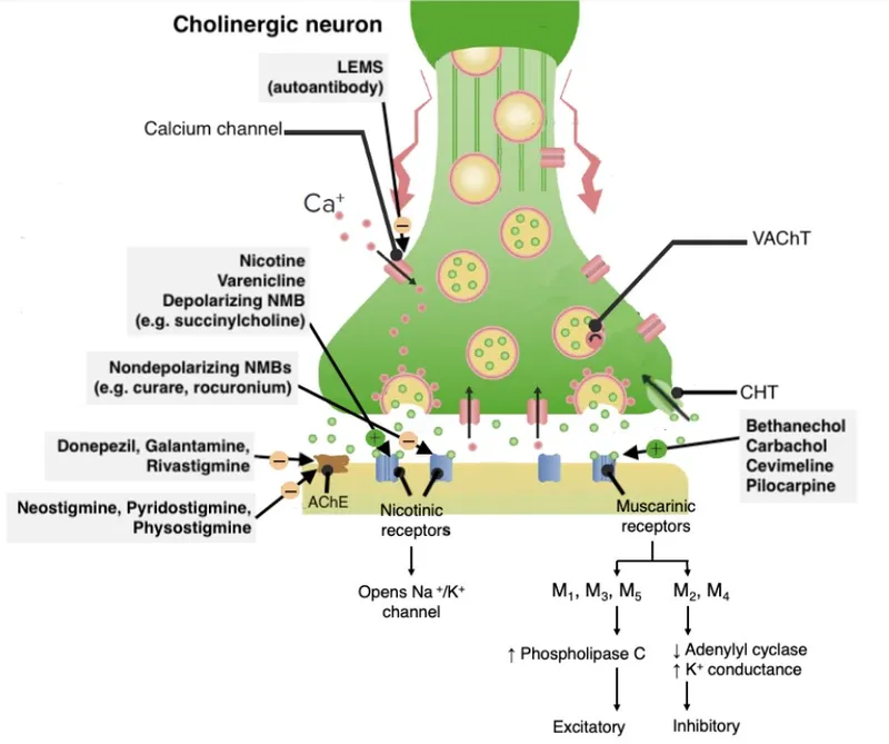 Cholinergic synapse: receptors, agonists, and antagonists