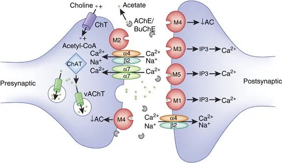 Cholinergic Synapse: Receptors, Synthesis, and Degradation