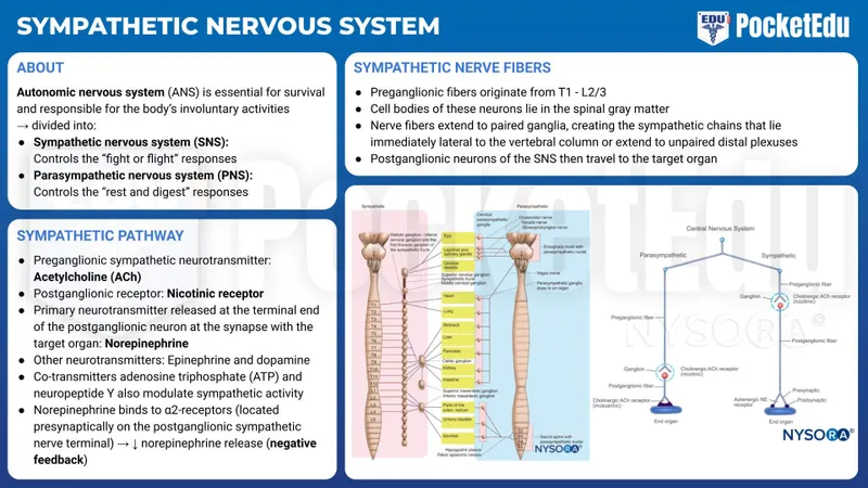 Sympathetic Nervous System: Anatomy & Neurotransmitters