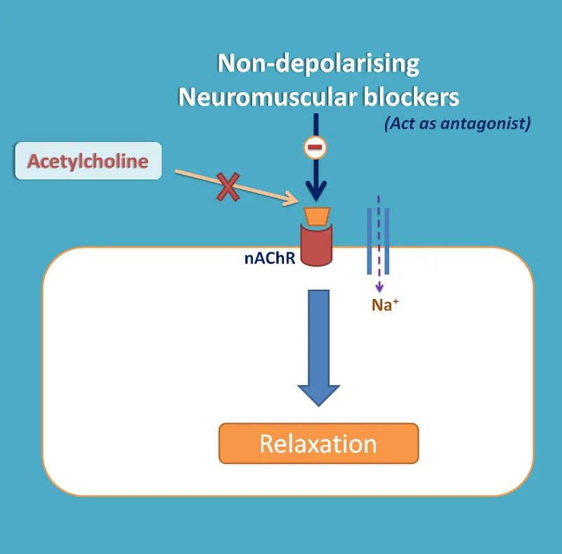 Non-depolarizing Neuromuscular Blockers Mechanism