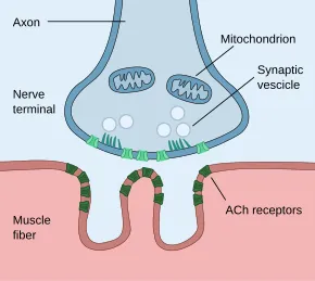 Neuromuscular Junction Anatomy