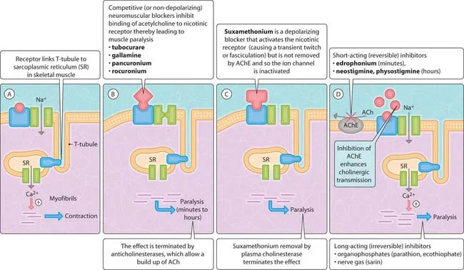 Neuromuscular Junction Blockade Mechanisms
