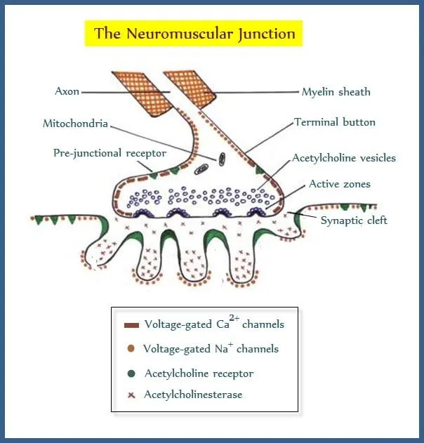 Neuromuscular Junction Anatomy