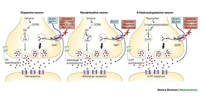 Monoamine neuron synapses and drug interactions