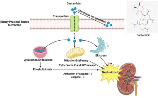 Gentamicin-induced nephrotoxicity mechanism