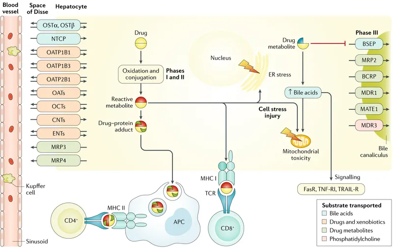 Mechanisms of Drug-Induced Liver Injury