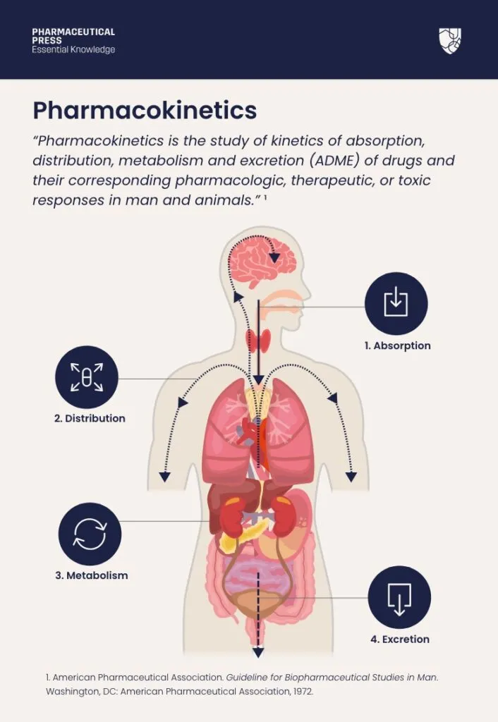 Pharmacokinetics ADME Process Diagram