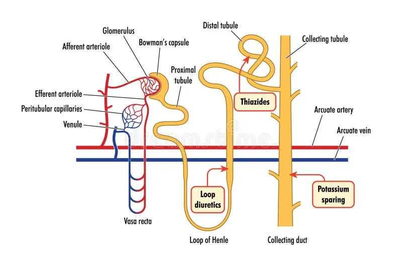 Nephron with diuretic sites of action
