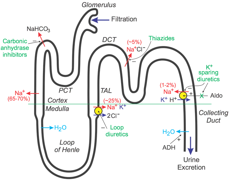 Nephron: Diuretic Sites of Action & Ion Transport