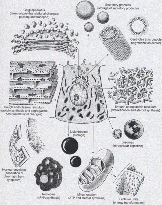 Hepatocyte Organelles and Functions
