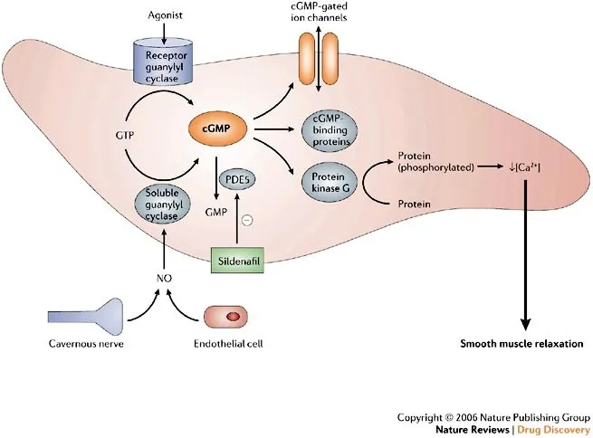 cGMP pathway, sildenafil, and smooth muscle relaxation