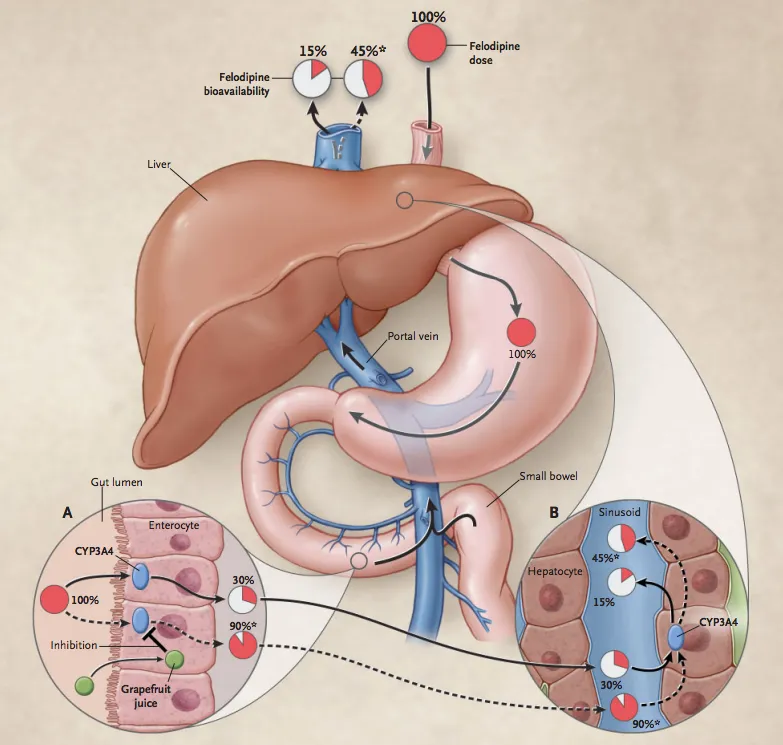 Grapefruit juice interaction with felodipine and CYP3A4