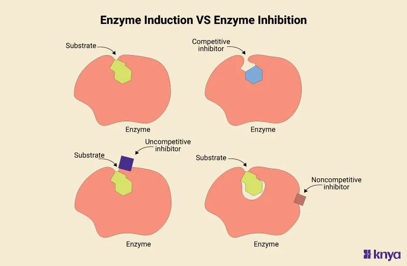 Enzyme Inhibition Mechanisms