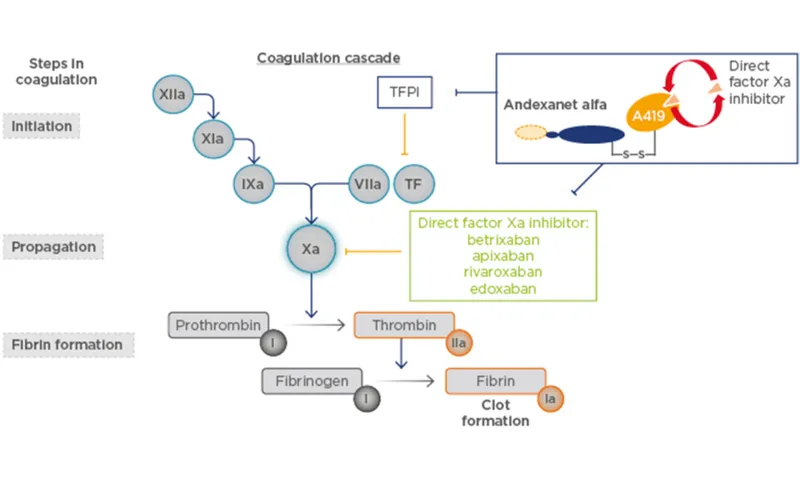 Direct Factor Xa Inhibitor Mechanism in Coagulation