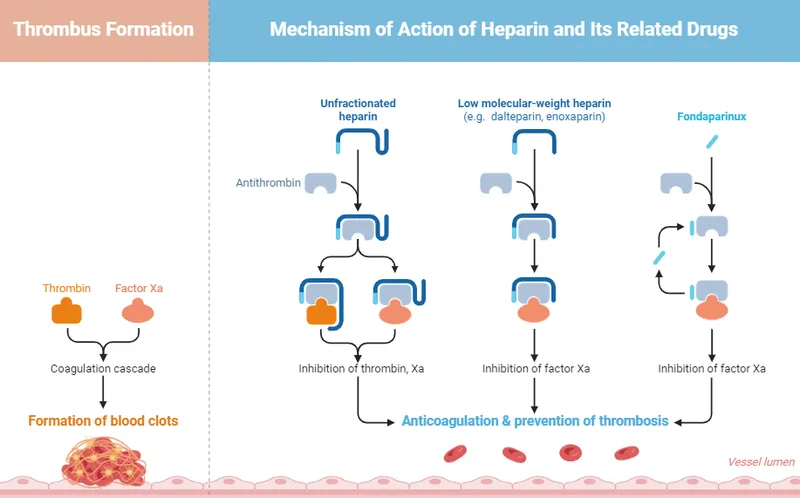 Heparin and Fondaparinux Mechanisms
