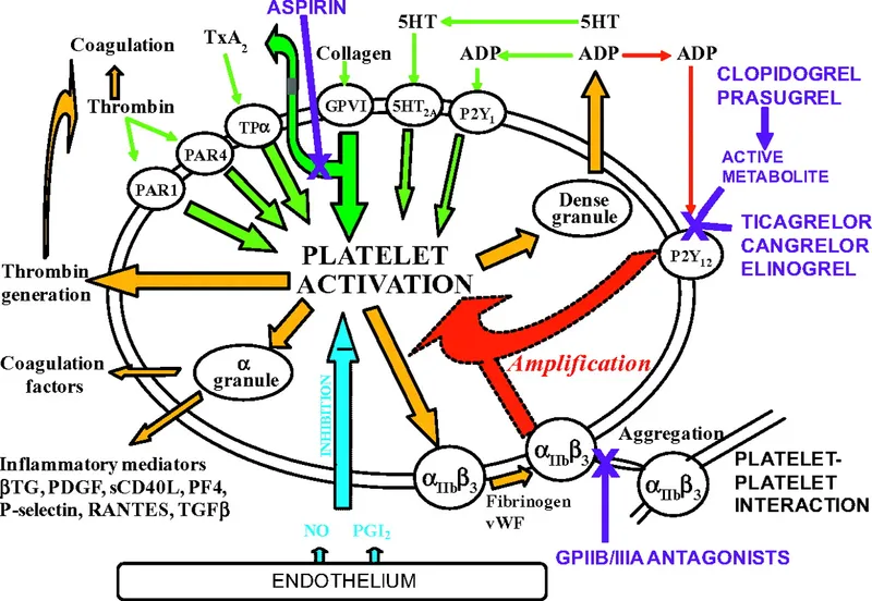 Platelet activation and antiplatelet drug targets