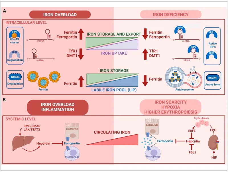 Cellular and systemic iron regulation diagram