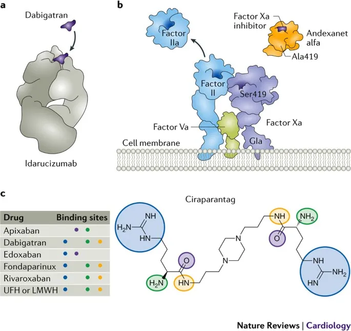 Oral Anticoagulant Mechanisms and Reversal