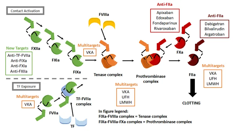 Oral Anticoagulant Targets in Coagulation Cascade