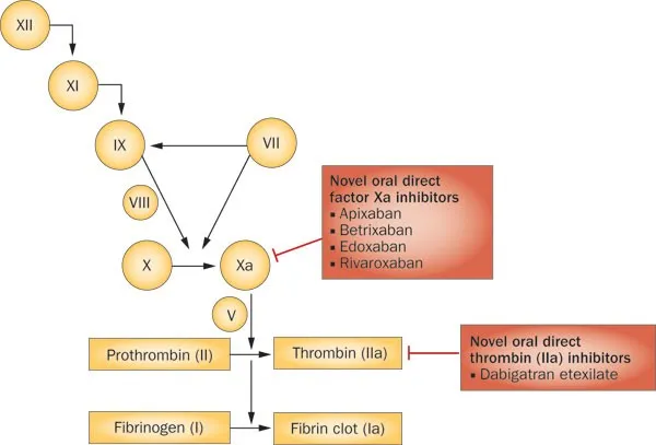 Direct Factor Xa and Thrombin Inhibitors MOA