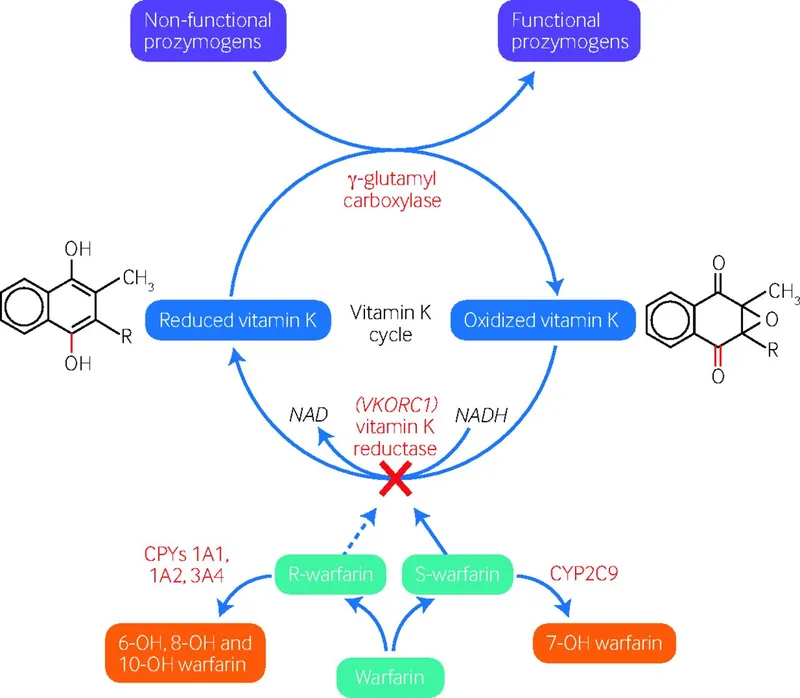 Warfarin mechanism of action and vitamin K cycle