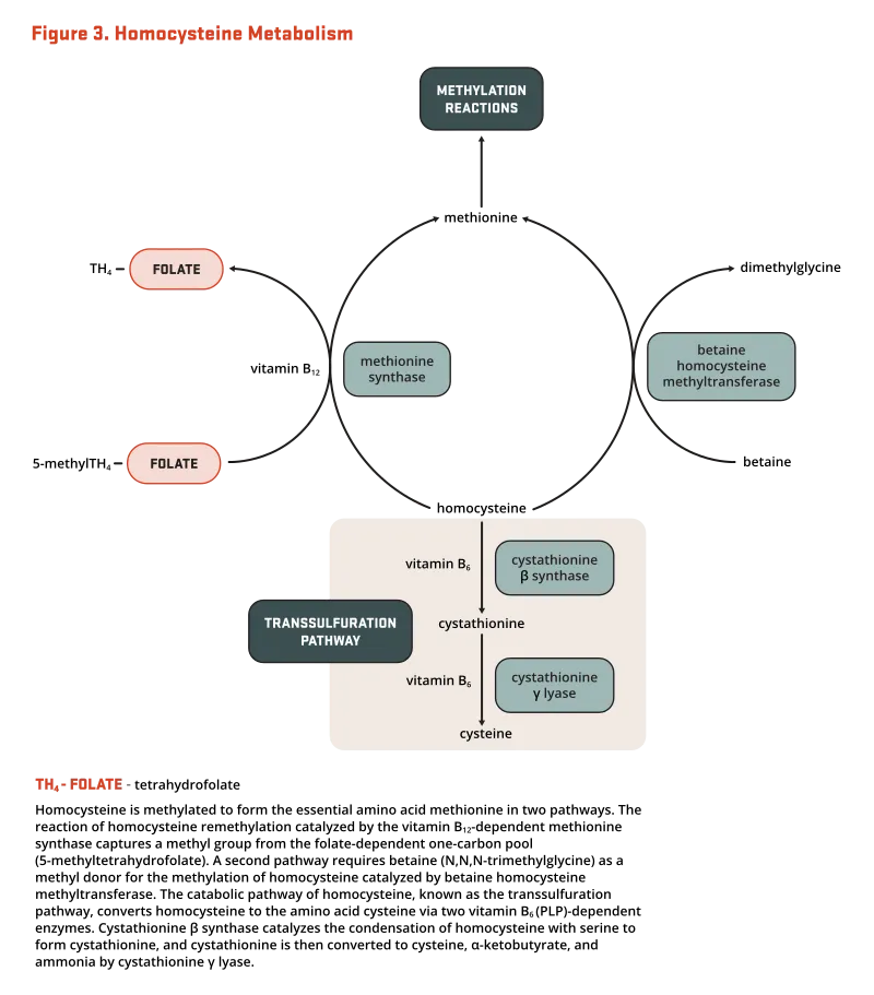 Vitamin B12 and Folic Acid Metabolic Roles