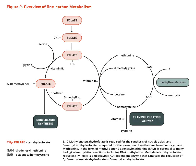 Vitamin B12 and Folic Acid Absorption
