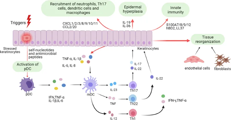 Inflammatory pathway in skin disorders