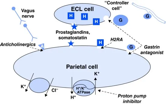 Parietal cell and acid secretion regulation