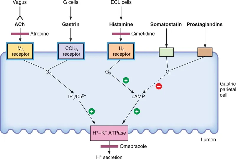 Gastric parietal cell acid secretion regulation
