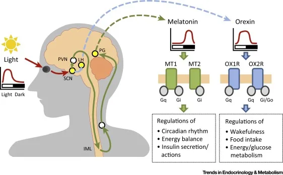 Melatonin and Orexin Receptor Signaling in Sleep