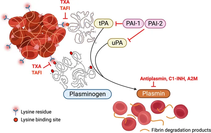 Fibrinolysis pathway diagram